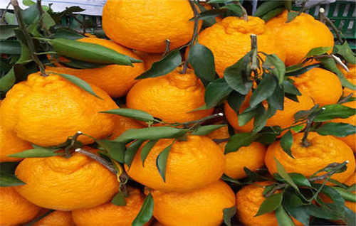 春见是什么水果