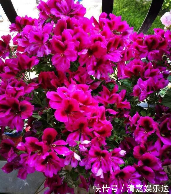 泡水|3种枝条泡水里,10天长根,一次开花100朵,水培成活率更高!