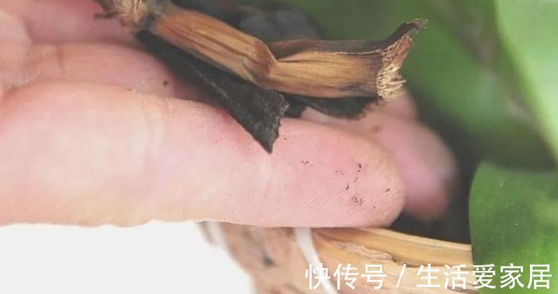 万能肥|香蕉皮:绿叶的“清洁剂”,养根壮土的“万能肥”