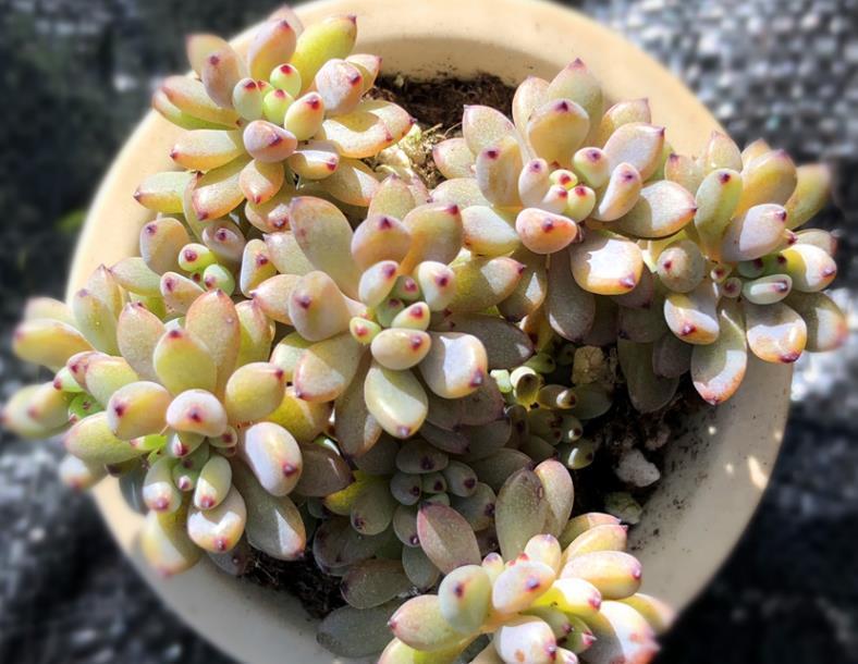 自来水|居家盆栽多肉植物黑莓,如何养护好?