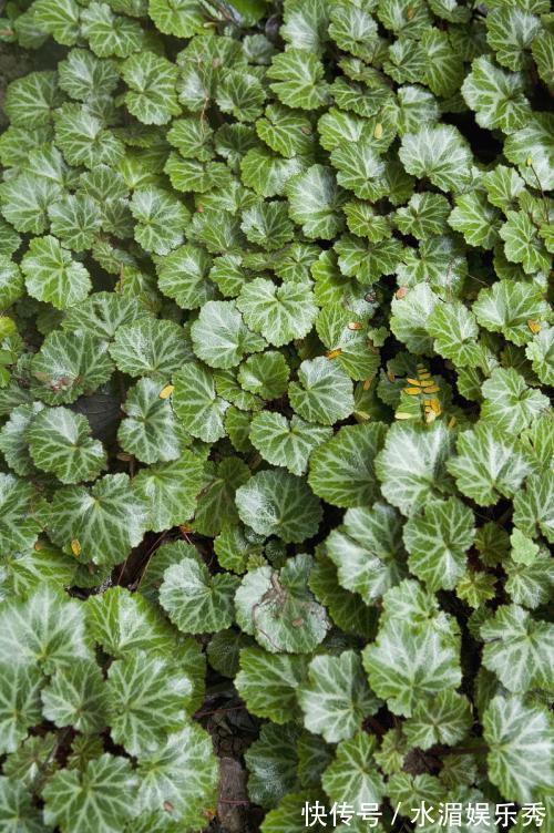 植物蛋白|女人不想大肚子,水桶腰,摘点野草,晒干泡茶,养肝,还能美白