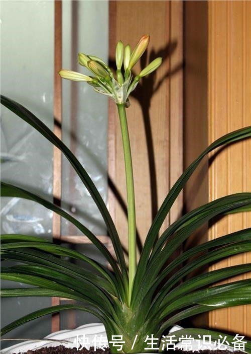 退休老人养君子兰，花箭长到60厘米高，只用了1种土和1种水！