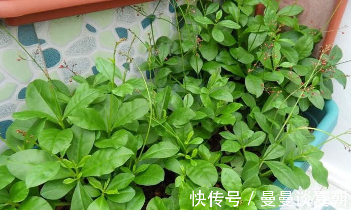 食客们|“土人参”农村人想吃多少摘多少,外面一斤40元比肉还贵!