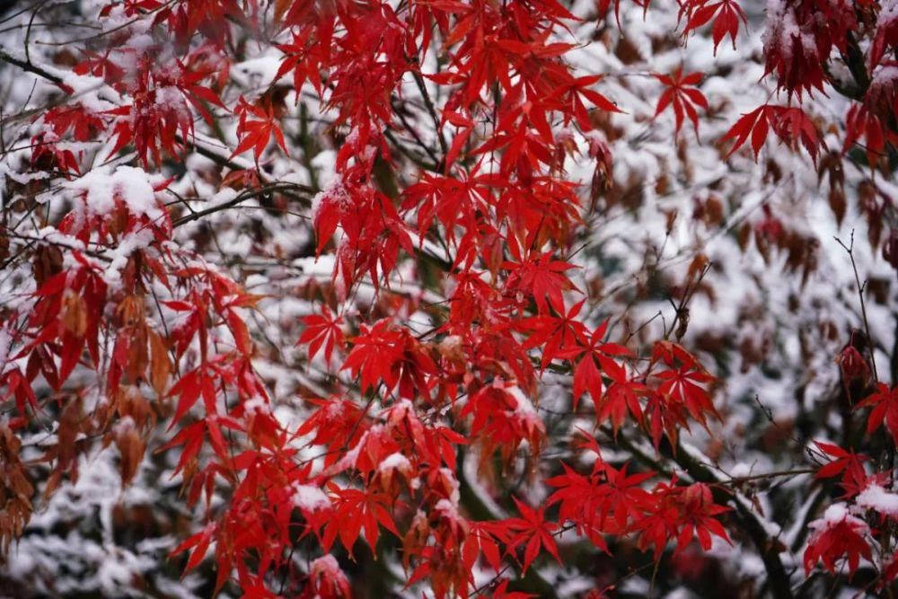 公众号|今日份心动！师大初雪2?2?