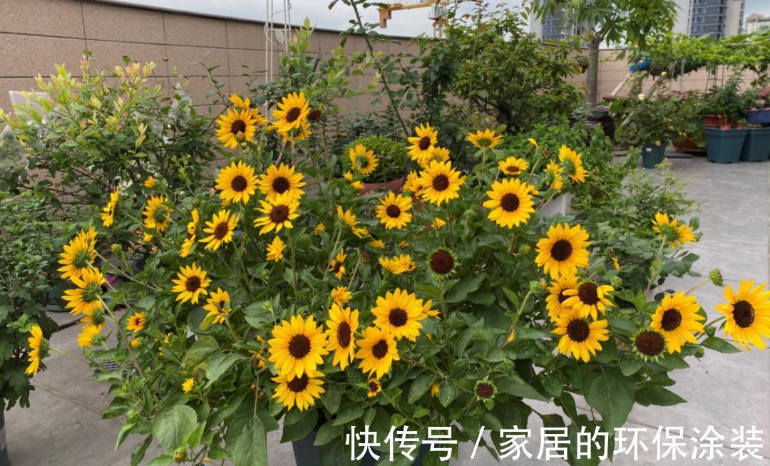 一年生|这14种花是一次性的，开完花就直接扔了吧，别浪费感情了