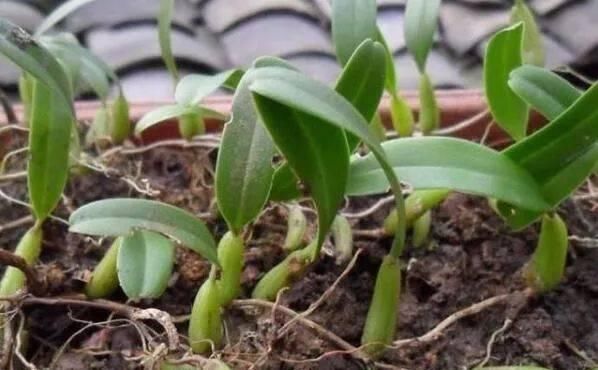 药用价值|山上一植物,俗称“金枣”,一斤能卖60元,十分珍贵,遇见请重视