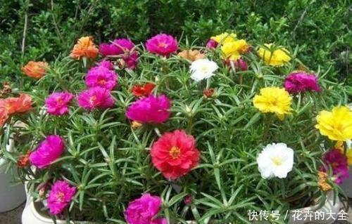 适合|2种懒人花,沾水沾土就能活,好养又好看,适合新手!