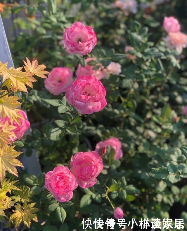 这6种花,记住晚上冻,白天晒,开花特别快!