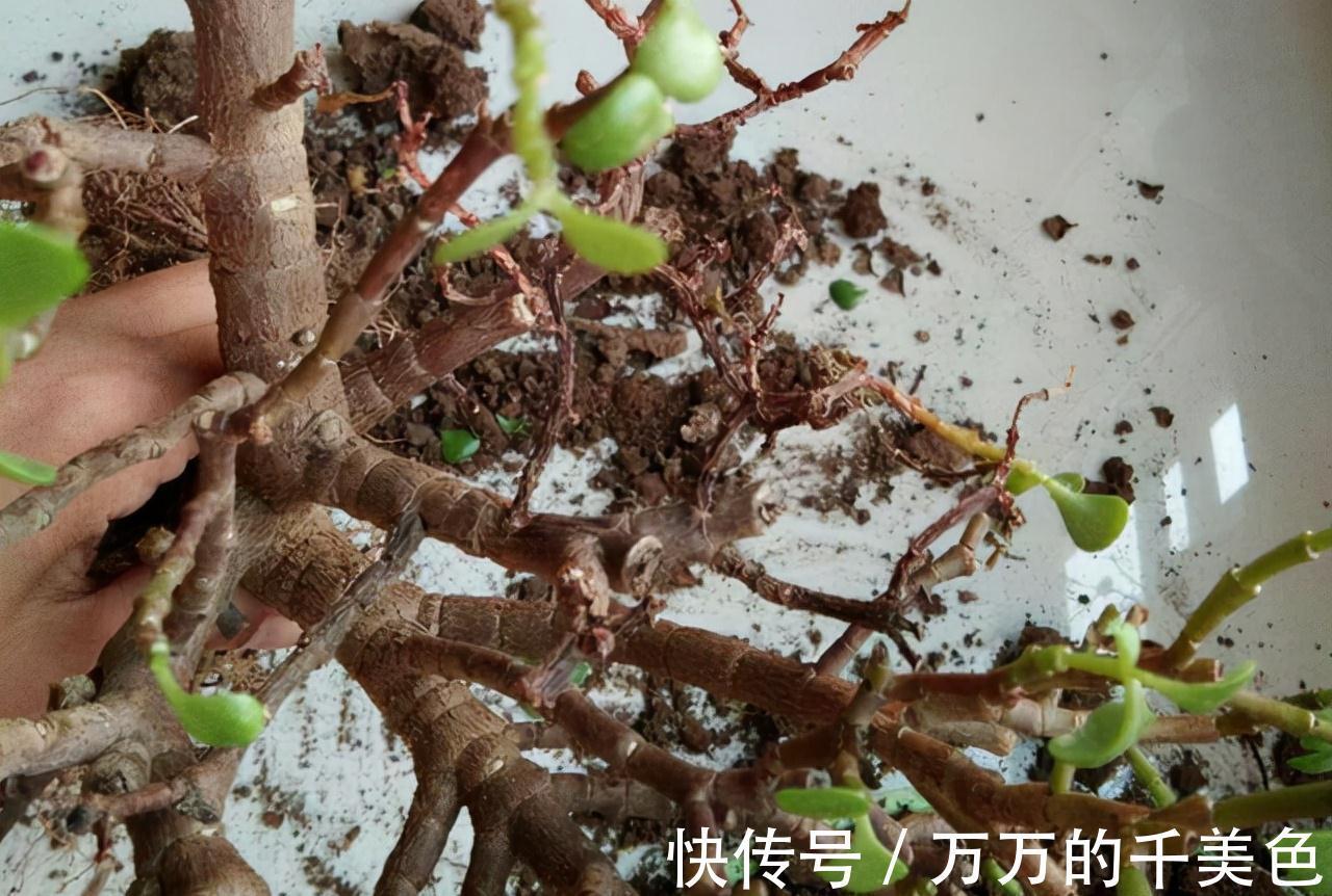 容易因多浇水而死的“10种花”，想要养好，管住手，少浇水