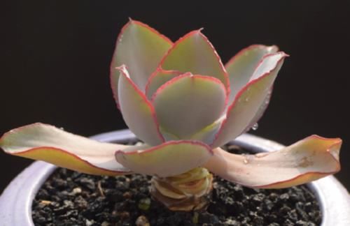 薄叶系多肉卢浮宫是大型多肉品种,养好了跟晚霞一样仙气飘飘