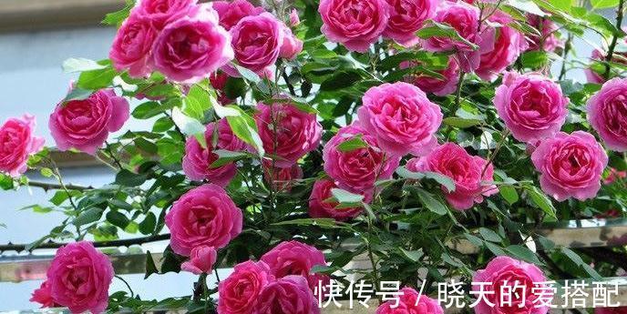 家庭庭院必养的5种藤本月季,好看好养还好打理,关键是太漂亮了