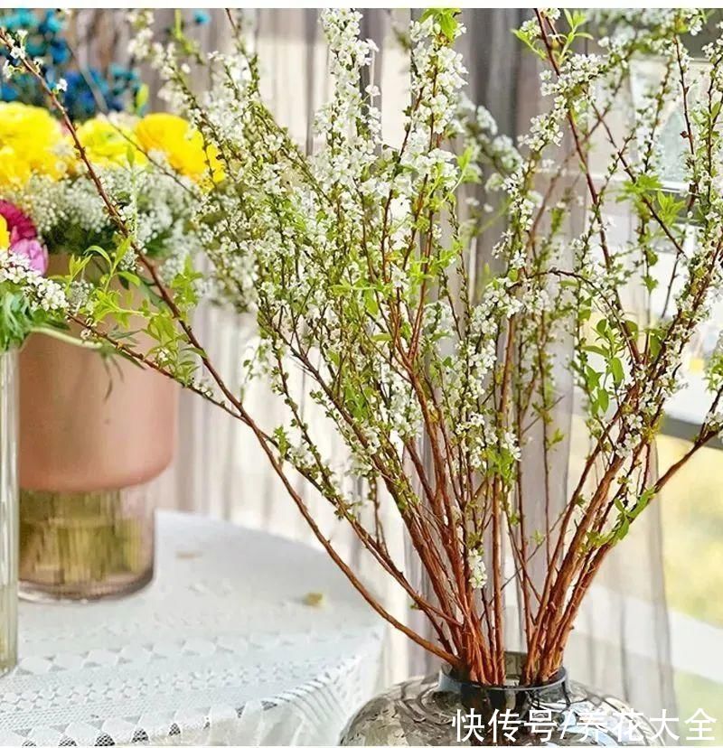 1种花叫“雪柳”,剪几根枝插水里,7天长叶,一个月开花,绝美