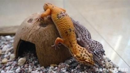 古代的守宫砂是怎么回事?