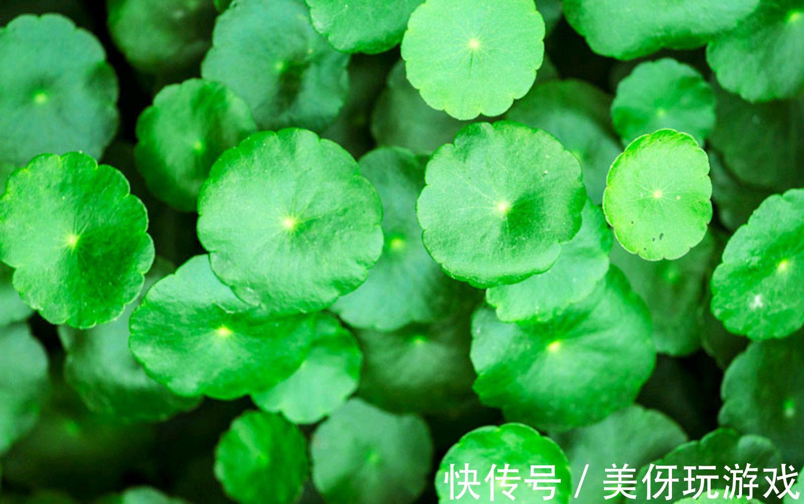 九死还魂草|9种养不死的花,绿萝只能排最后,再养不活就剁手吧