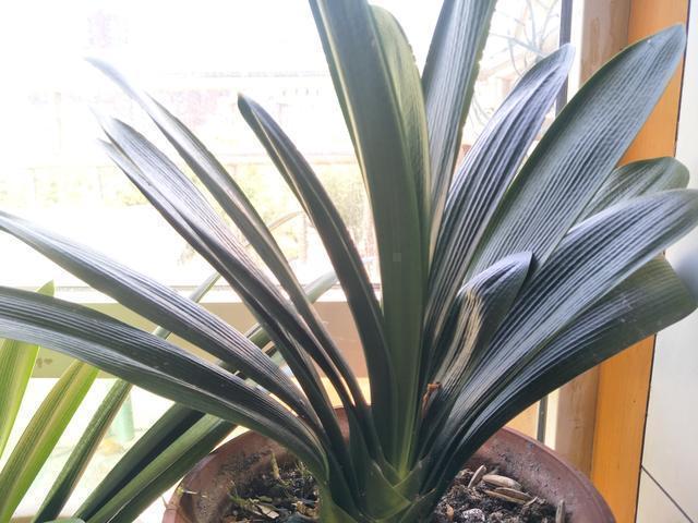 透气性|君子兰不长,主要有4方面原因,解决办法很简单