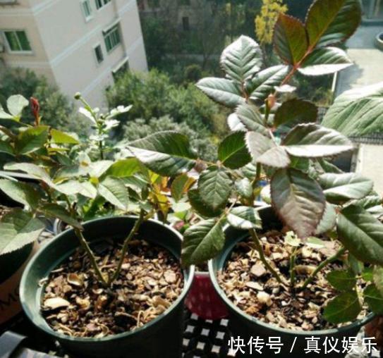 掌握养月季的4个小诀窍,一年四季花开不断,枝繁叶茂,开花多