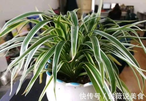 阳台上|6种“耐阴花”,室内也能生长旺盛,叶色翠绿又开花