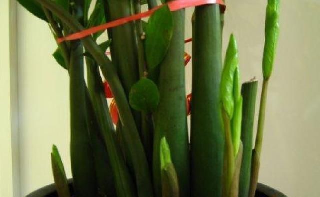 长寿花|3种花就是“小盆命”,越“挤”长得越健康,不烂根长得旺