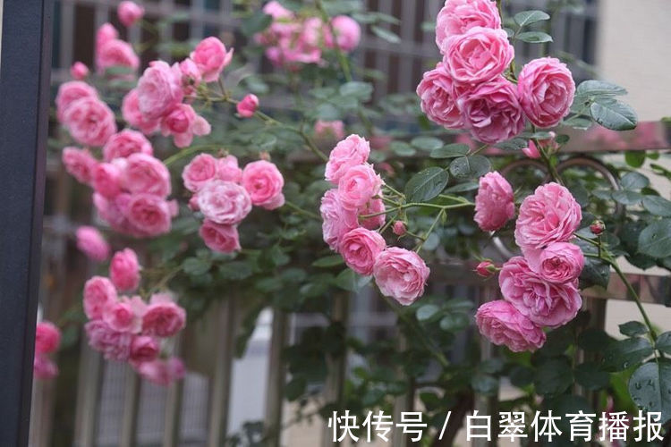 “高端玫瑰”女人香气,丰腴婀娜,花色艳丽,可以说养花必备