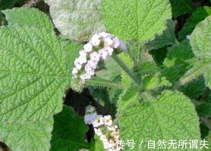 野草|农村野外常见的一种野草,叶子皱皱巴巴,却不知是名贵的七星草