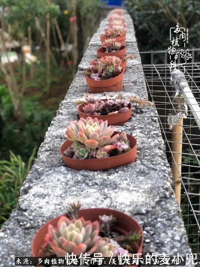 多肉,一位来自神奇大自然的良师益友!