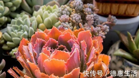 这16种花冬天越浇越死,3个月不管,反而长高个