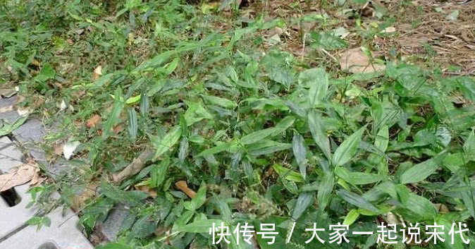 竹叶草|像竹子又不是竹子的野草,根部价比黄金,农民都了解可以制药!