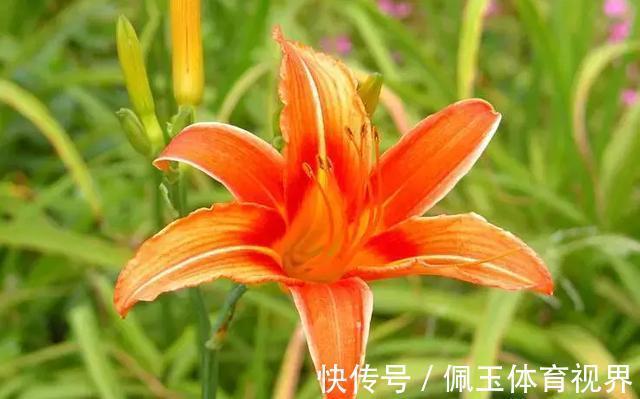 此花是中国的母亲花,是母爱的象征,也是忘记痛苦的回忆