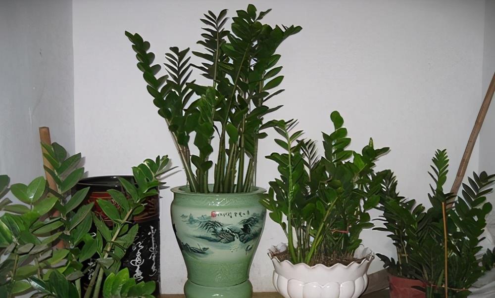 金钱树黄叶干瘪瘪?怎么办?3个表现,一一解决,满盆大新芽