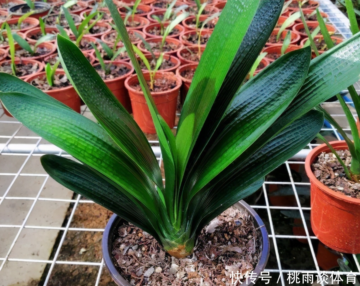 浇花|养花别再把水和肥“分2回事”了,浇点它,盆栽土又湿又肥