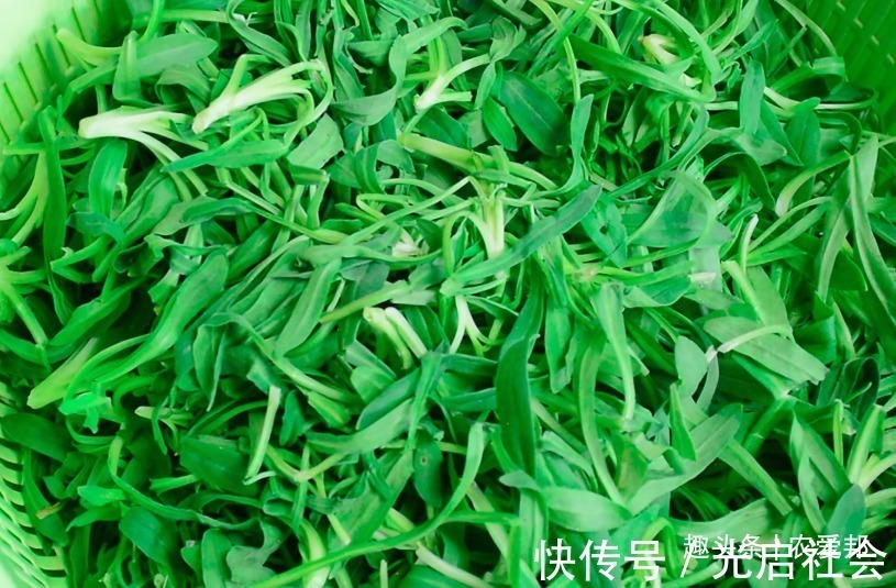 这种野菜，它的味道很鲜美，但它的名字却很奇怪，你见过吗？