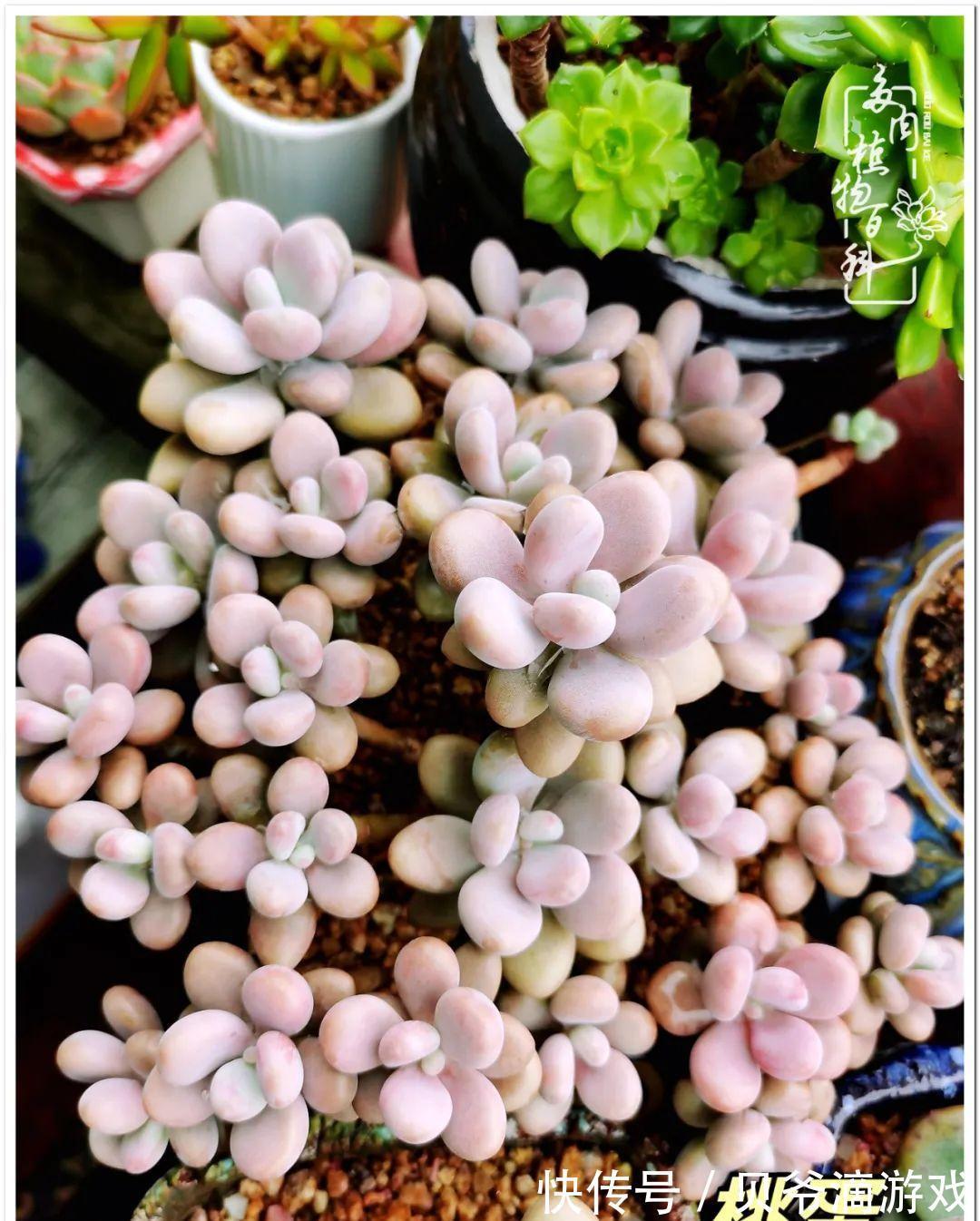 养多肉是喜欢,顺其自然是心境!