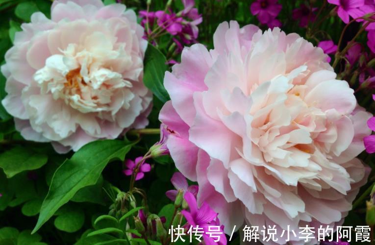 植株|5种花冬天假死后,可别丢了,注意保暖,来年开春还能发芽开花