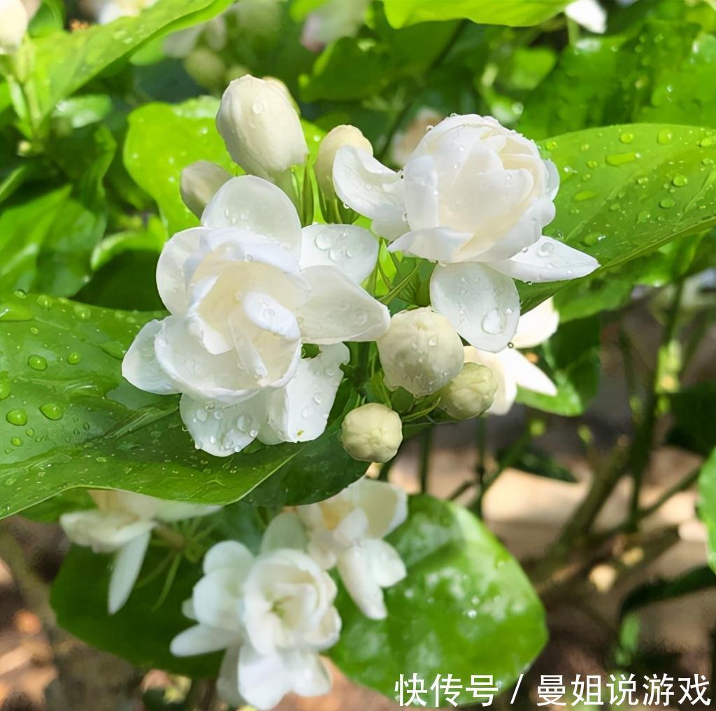 墨兰|冬天想养开花植物，选这10种，冬季也能开花，而且香味十足