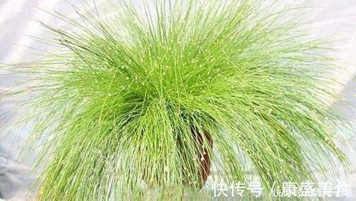 薰衣草|睡眠质量不好，此物放在枕头边上，能一觉睡到大天亮