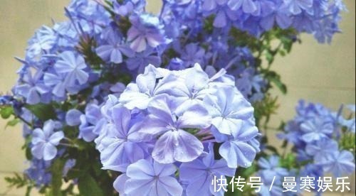 “小花”不起眼这3种“开花劳模”,适当养护,开花停不下!