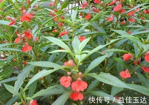 宫颈糜烂|十个人九个腰疼，常用此花泡水，腰不酸了，赶走风湿，手脚暖和