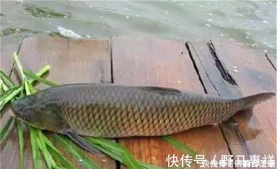 觅食|这两种钓法专门钓草鱼,不怎么费力,草鱼很容易就上钩了