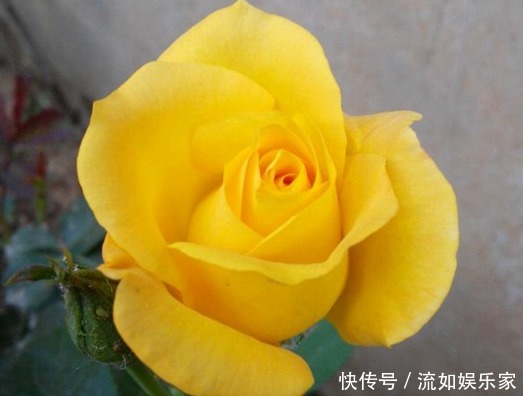 直立性|喜欢菊花,就养盆“高贵玫瑰”金凤凰,似凤凰翩翩起舞,高贵迷人