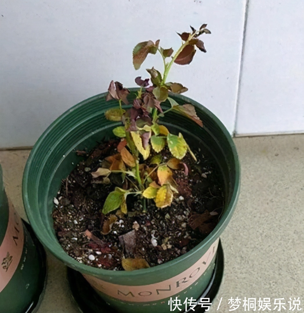 坏习惯|养花失败、伤亡多,源于这“3个”坏习惯的养成