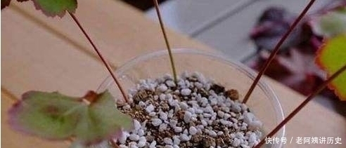 盆栽植物|不花钱,一个叶片就能养爆盆的5种盆栽植物!简单实用窍门!