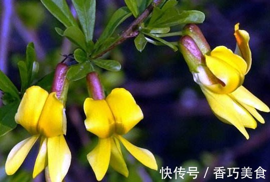 景天科|新手养花,不妨试试这几朵,比绿萝还好养,郁郁葱葱,四季常开花