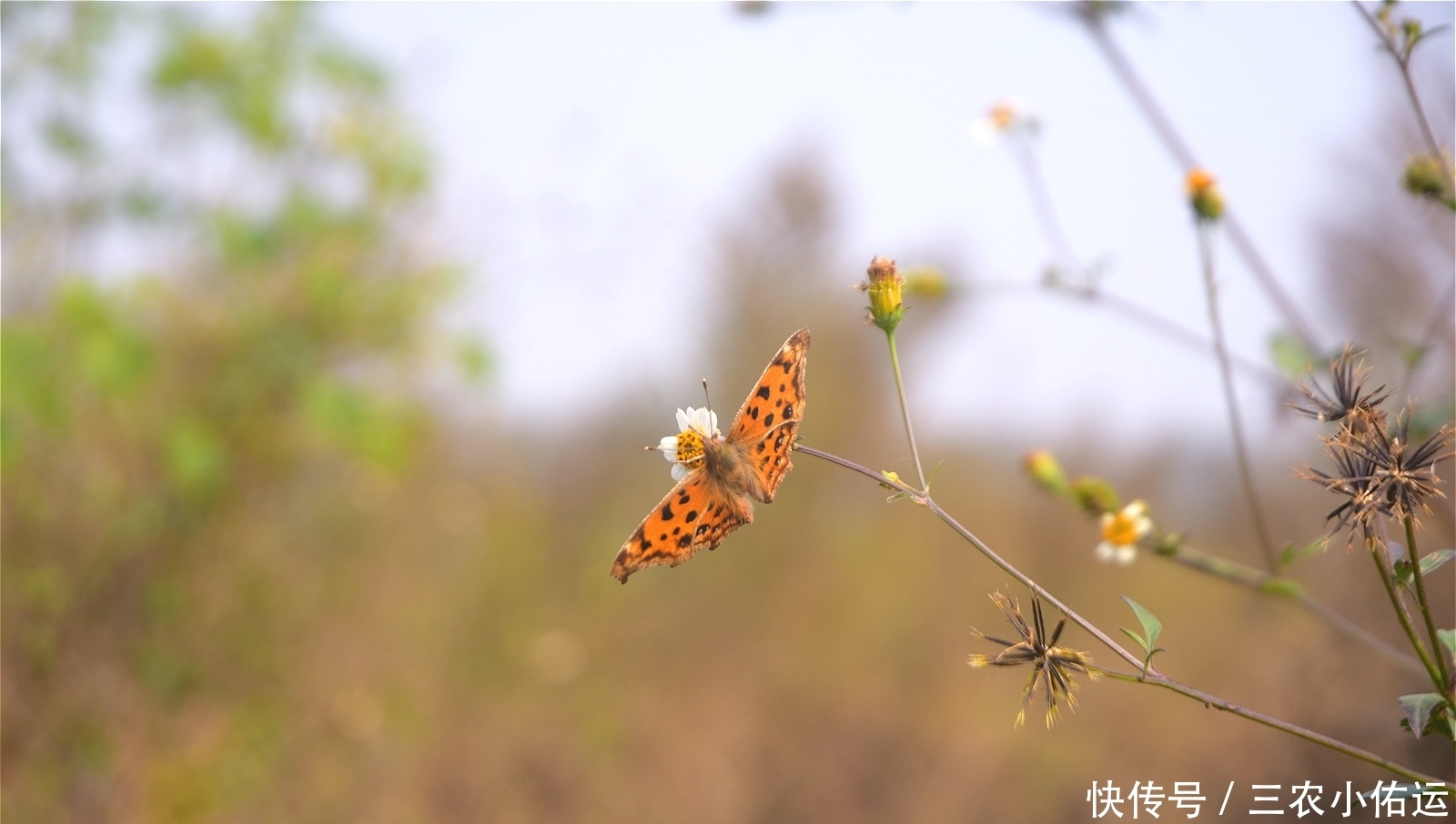 农村有种“鬼不缠”的植物，是流落民间的中药材，小时候当暗器