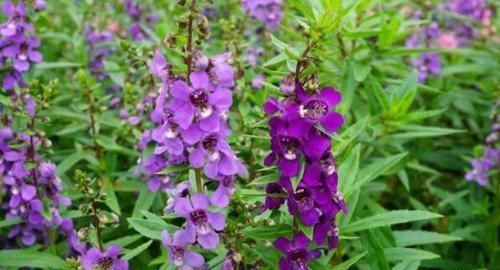  长寿花|4种花一养就爆盆，开花超级多，养护容易，对待新手很友好