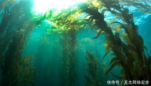 马尾藻|“海上坟地”有多可怕？百年来无人敢靠近，哥伦布都险些命丧于此