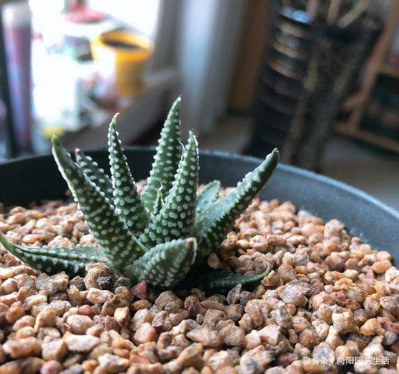 夏季买多肉,正确“上盆姿势”,千万别浇水,浇水必烂根黑腐