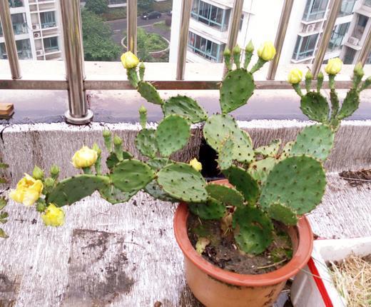 技巧|养了三年的仙人掌,今年开花了,拍照给大家看看,内附促花技巧