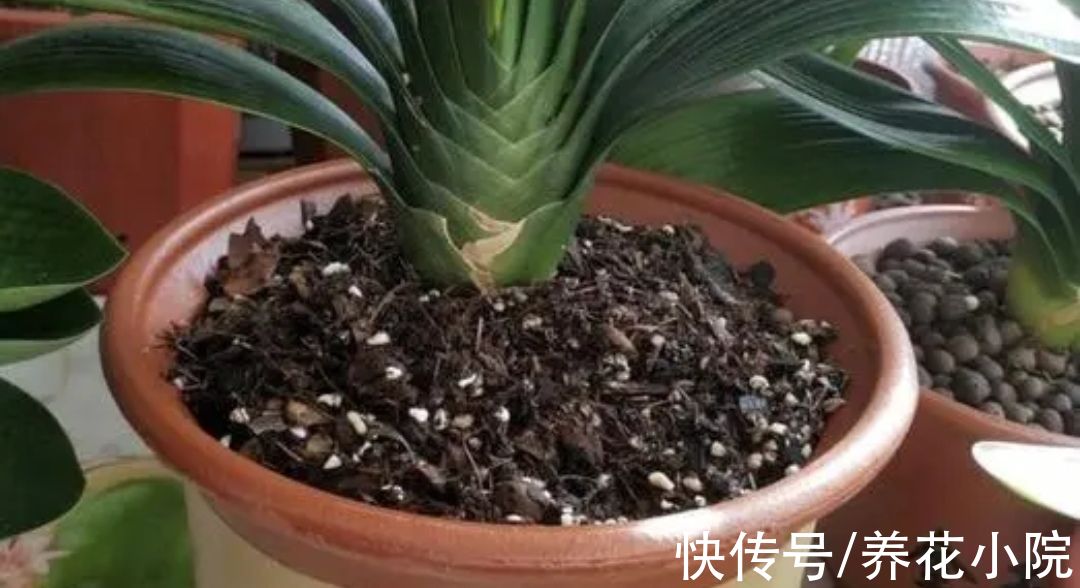 养花先“养根”,3个“小方法”,根系疯长,枝叶繁茂