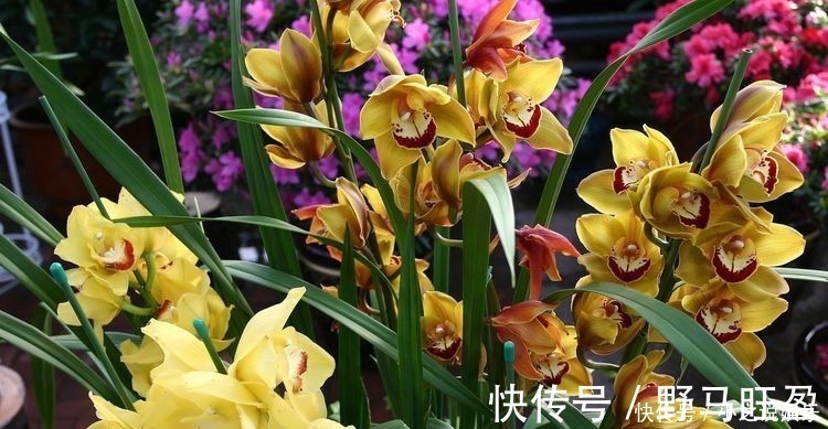 几种花卉美过玫瑰,一年四季花开不停,一开就停不下来