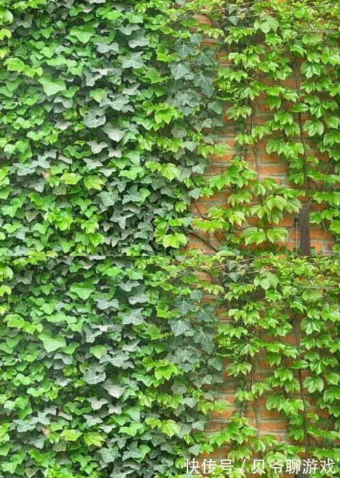 常春藤|9种流行“网红花”,挂起来更漂亮,串串花墙,垂下2米长